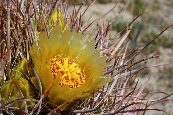 Stock image Blossoming cactus