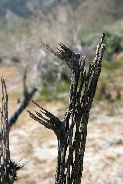 Dried up cactus — Stock Photo, Image
