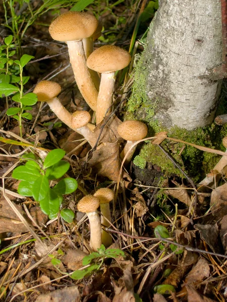 Cogumelos. Mel agarics . — Fotografia de Stock