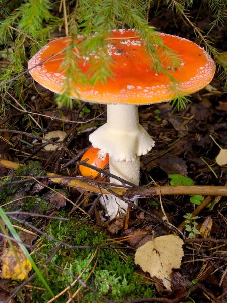 蘑菇。飞木耳. — 图库照片