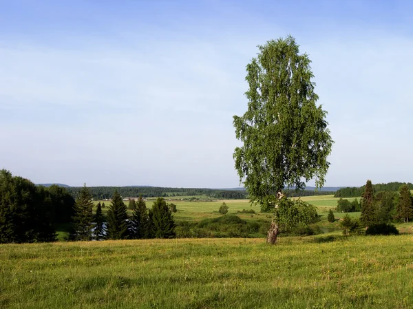 Samotne drzewo. krajobraz. — Zdjęcie stockowe