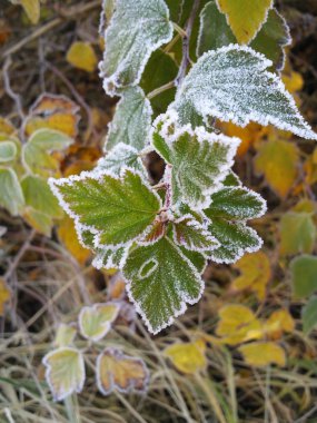 Frozen leaves. clipart