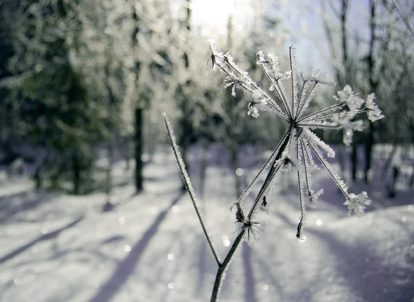 Sonho de inverno — Fotografia de Stock