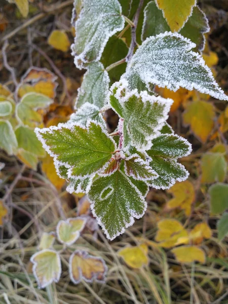 Frozen leaves. — Stock Photo, Image