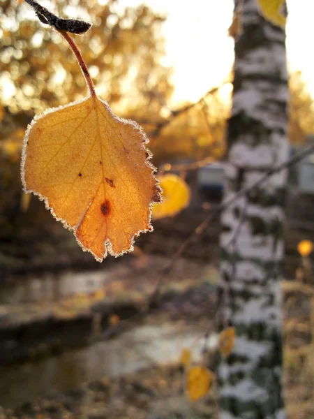 Stock image Frozen birch leaves