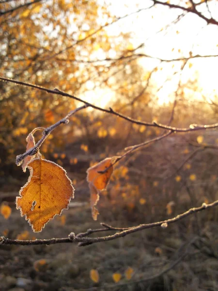 stock image Frozen birch leaves