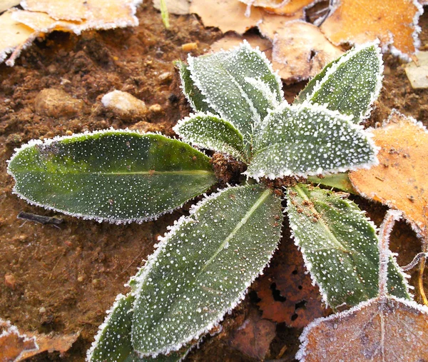 가 잎을 냉동 스톡 이미지