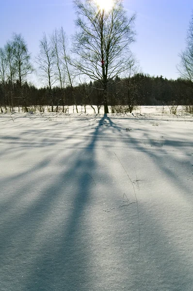 冬の太陽 — ストック写真