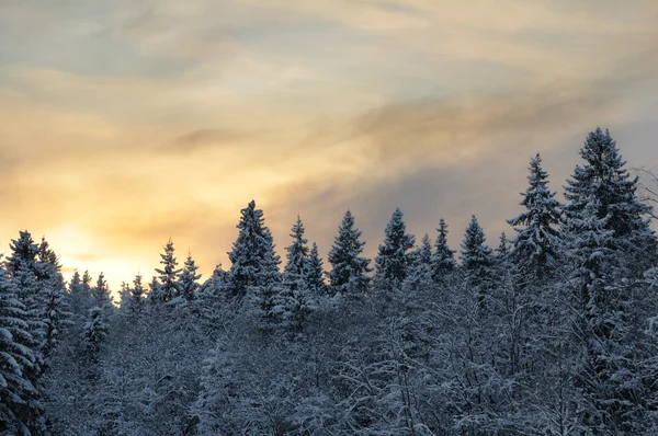 Зимовий ліс Стокова Картинка