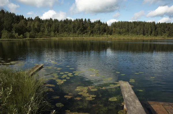 Pequeño lago forestal — Foto de Stock