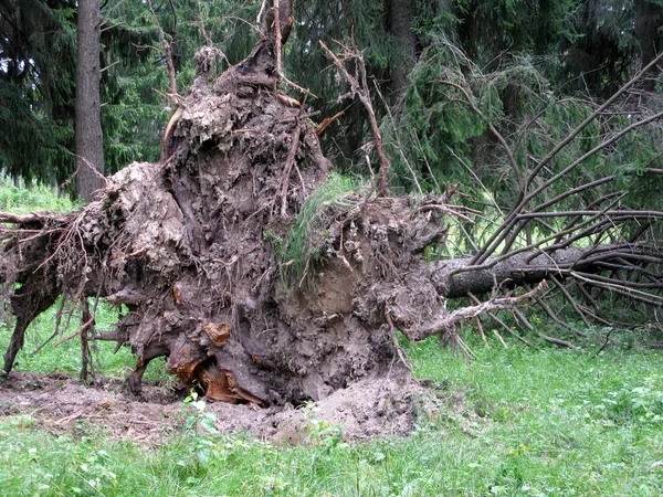 Сломанная ель в лесу — стоковое фото