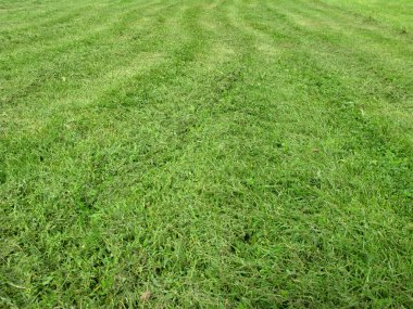 Mowing green grass clipart
