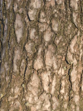 Tree bark texture clipart