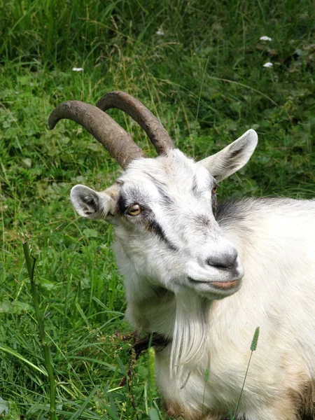 Goat on a pasture — Stock Photo, Image