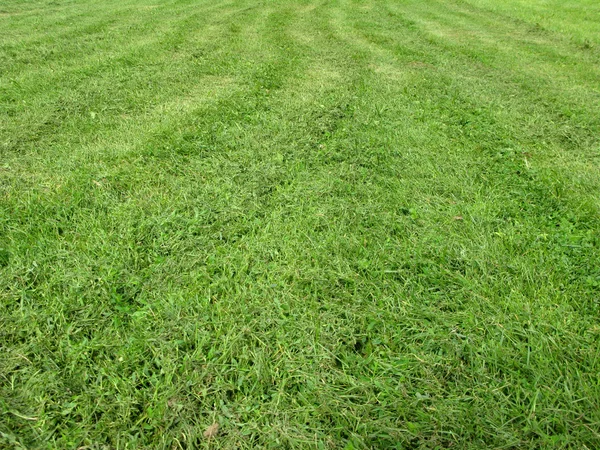 Grünes Gras mähen — Stockfoto