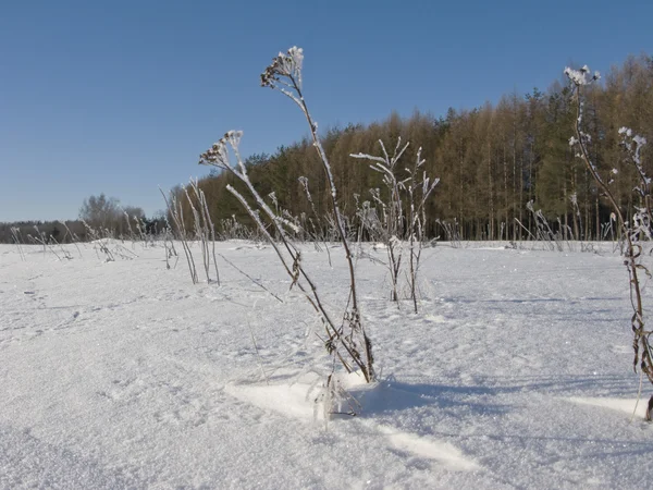 Rand van winter naaldhout bos — Stockfoto