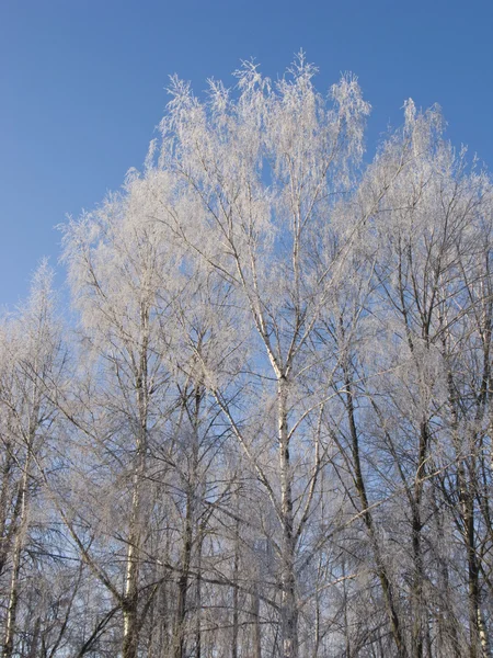 霧氷とバーチの木 — ストック写真
