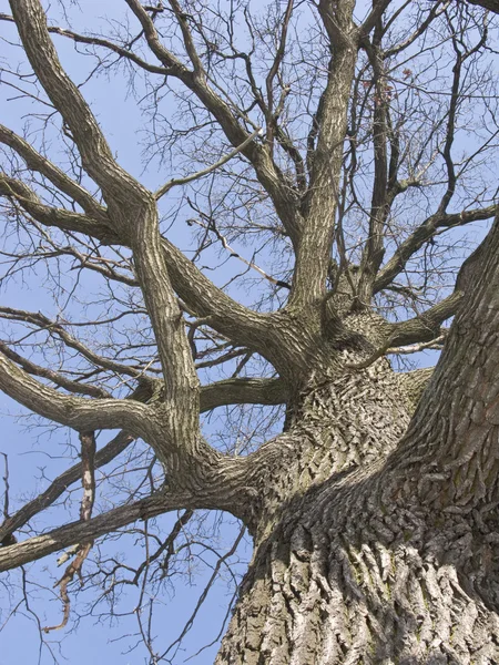 Tronco de árbol grande —  Fotos de Stock
