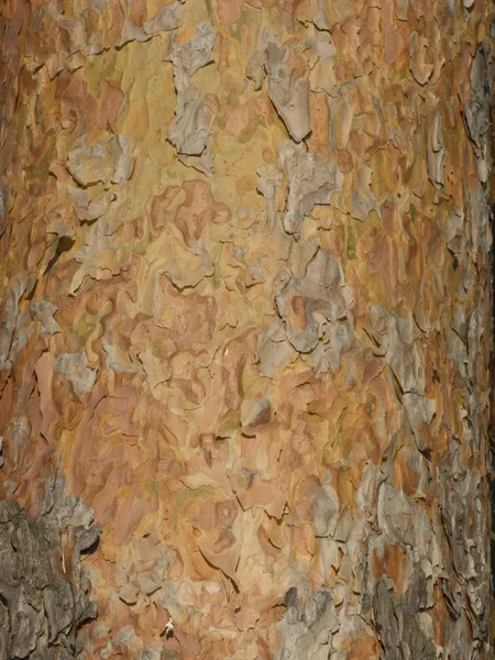 Textura de corteza de pino — Foto de Stock