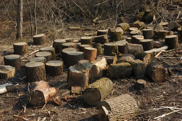 Pni drewnianych — Zdjęcie stockowe