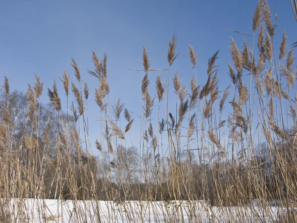Reed on frozen lake — Stock Photo, Image