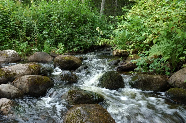 Pequeno riacho na floresta — Fotografia de Stock