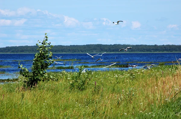 Gaivotas voando sobre o lago — Fotografia de Stock