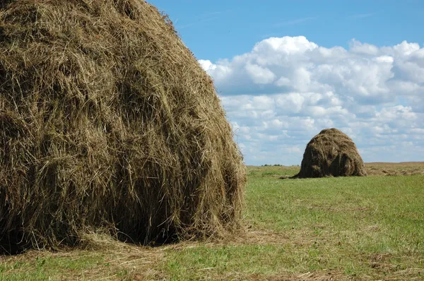 Haystacks on the meadow — Stock Photo, Image