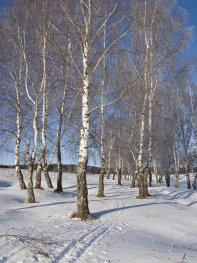 Huş grove hoarfrost ile