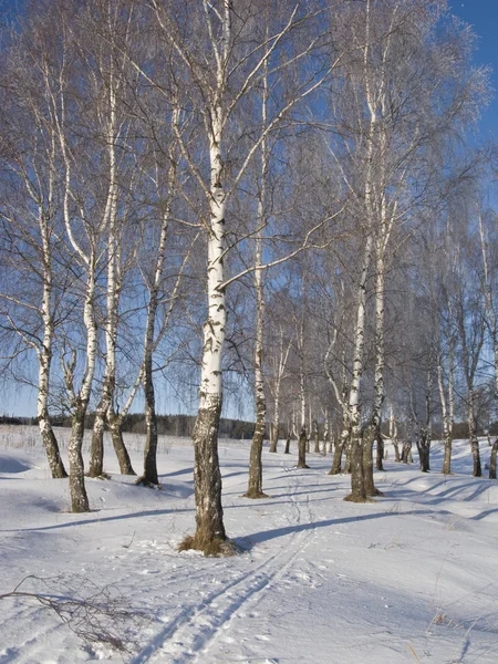 Birch grove with hoarfrost — стокове фото