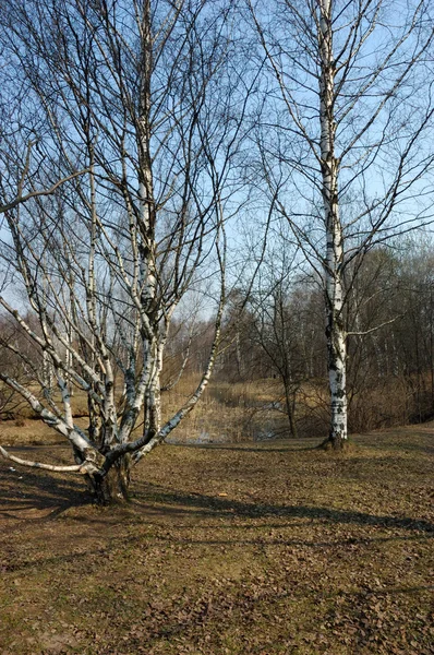 İlkbaharda huş ağaçları — Stok fotoğraf
