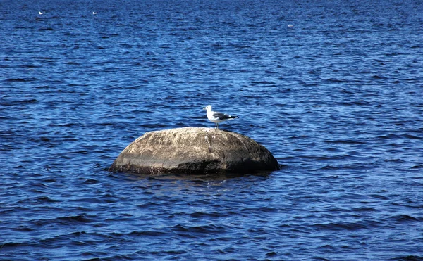 Sea gull taş — Stok fotoğraf