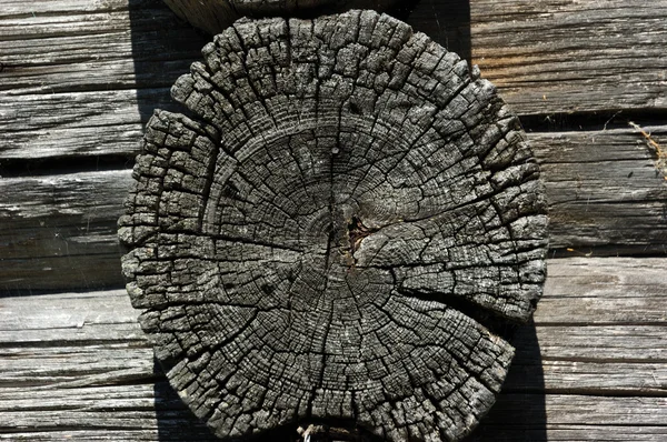 Struttura della sezione trasversale del vecchio tronco — Foto Stock