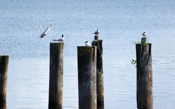 坐在木列在河上的海鸥 — 图库照片