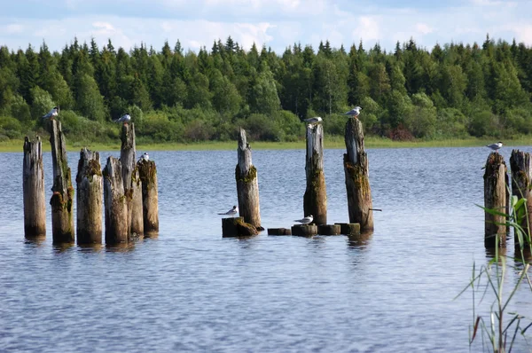 Meeuwen zittend op houten kolommen — Stockfoto