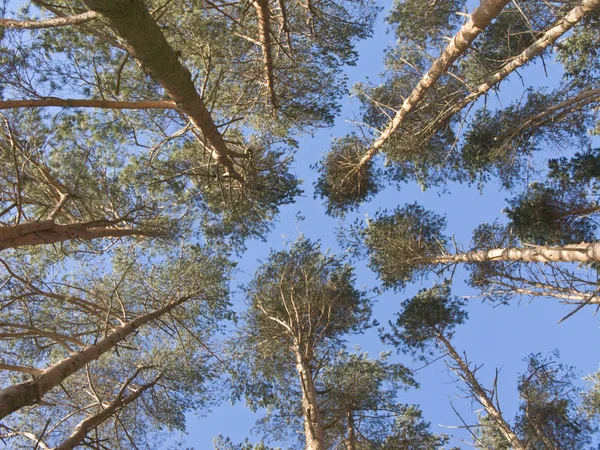 Parte superior de los pinos — Foto de Stock