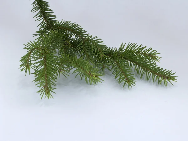Little fir branch — Stock Photo, Image