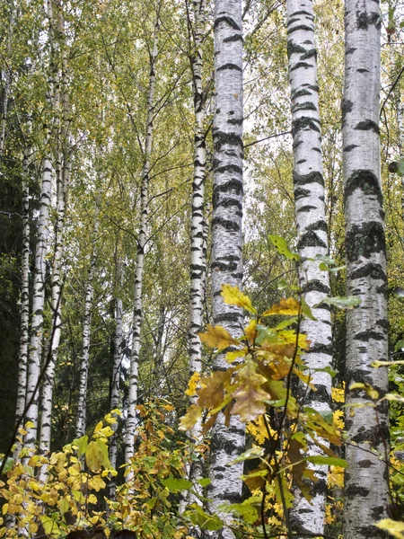 桦树在秋天的森林中 — 图库照片