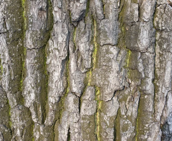 Árvore velha casca textura — Fotografia de Stock