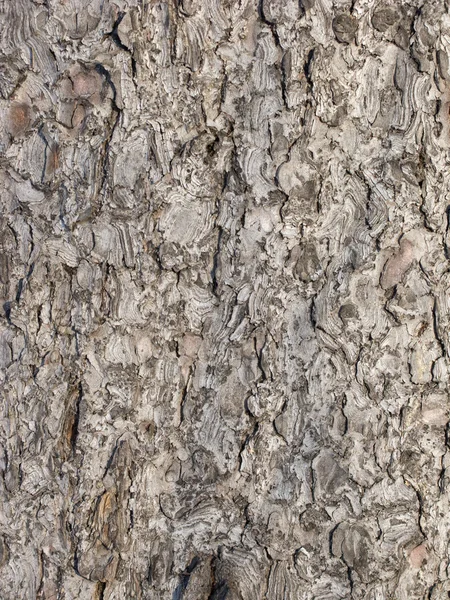 Brązowy drzewo światła kora tło — Zdjęcie stockowe