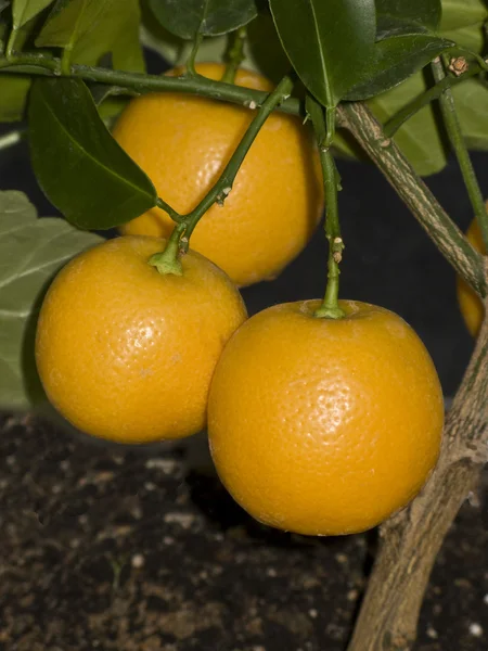 Árbol de mandarina en la olla —  Fotos de Stock