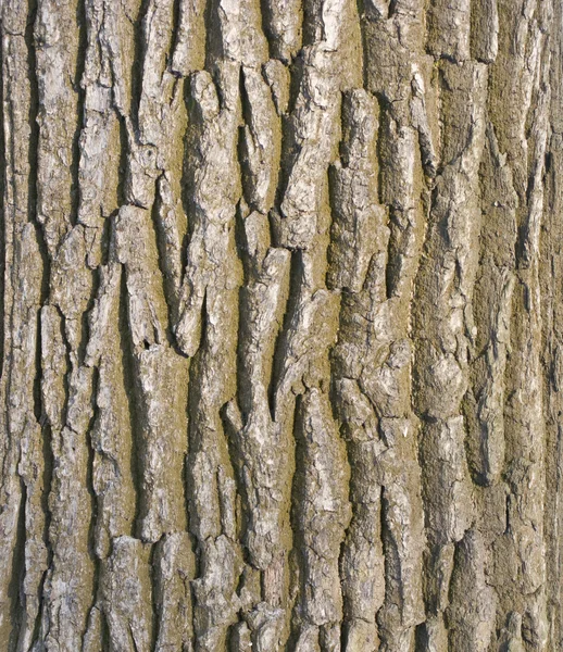 Gamla träd bark konsistens — Stockfoto