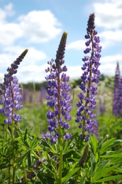 çiçek açan lupines