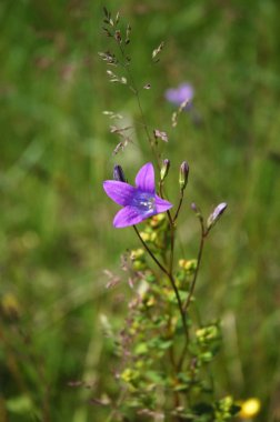 çiçek açan bellflower