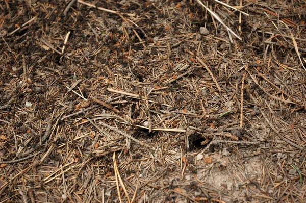 Mravenčí kopec蟻の丘 — Stock fotografie