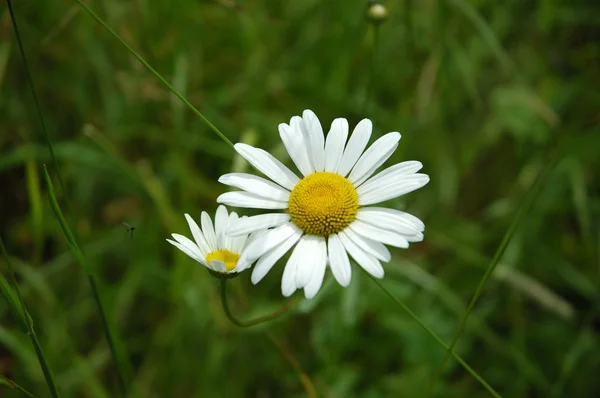 Camomile on the meadow — Stock Photo, Image