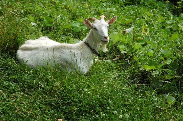Koza na pastwiskach — Zdjęcie stockowe