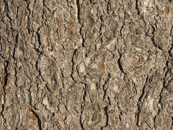 Textura de corteza de árbol marrón — Foto de Stock