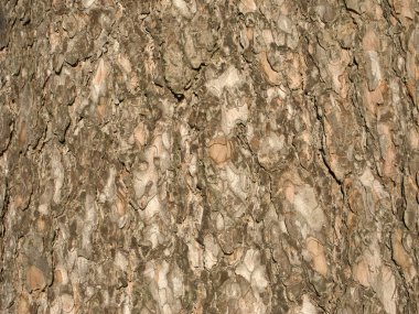 Brown bark surface clipart