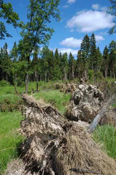 폭풍 후 깨진된 나무 — 스톡 사진